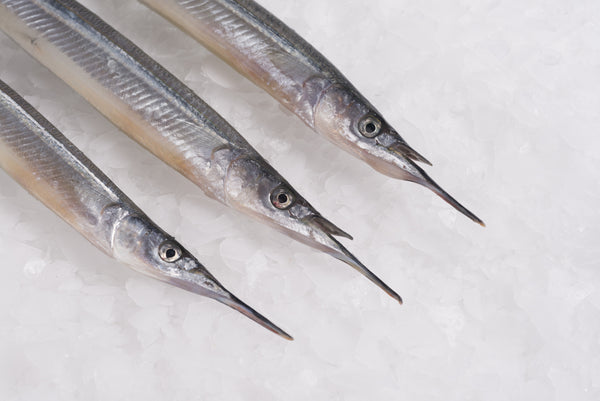 Japanese Needle Nose Gar