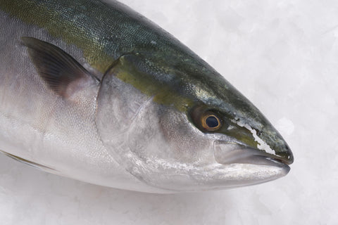 Albacore Tuna