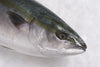 Albacore Tuna
