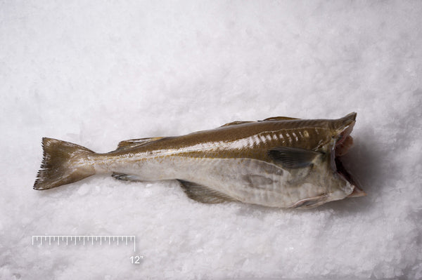 Atlantic Cod