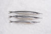 Japanese Needle Nose Gar