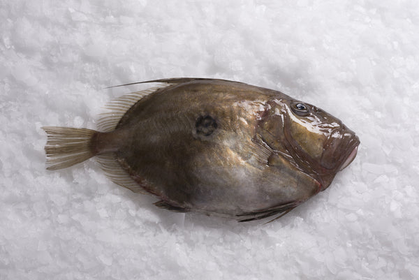 John Dory