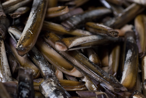 New York Razor Clams