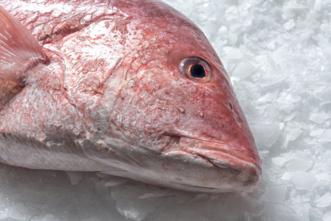 Red Snapper