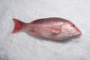 Red Snapper