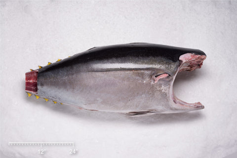 Yellowfin Tuna