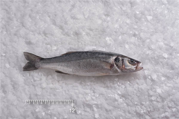 Branzino